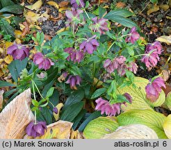 Helleborus ×hybridus Double Ellen Red