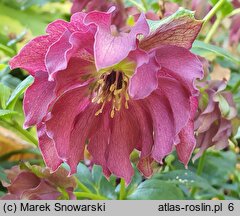 Helleborus ×hybridus Double Ellen Red