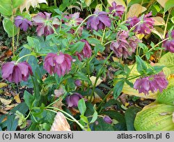 Helleborus ×hybridus Double Ellen Red