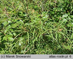 Frangula alnus Aspleniifolia