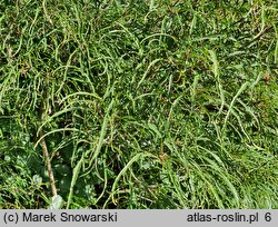 Frangula alnus Aspleniifolia