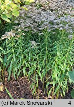 Solidago Strahlenkrone