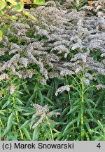 Solidago Strahlenkrone