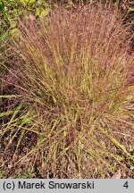 Eragrostis spectabilis (miłka okazała)