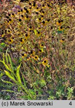 Rudbeckia triloba (rudbekia trójklapowa)