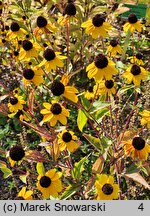 Rudbeckia triloba (rudbekia trójklapowa)