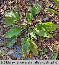 Rudbeckia triloba (rudbekia trójklapowa)