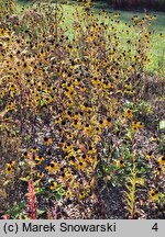 Rudbeckia triloba (rudbekia trójklapowa)