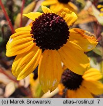 Rudbeckia triloba (rudbekia trójklapowa)