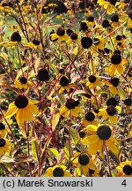 Rudbeckia triloba (rudbekia trójklapowa)