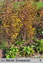 Rudbeckia triloba (rudbekia trójklapowa)