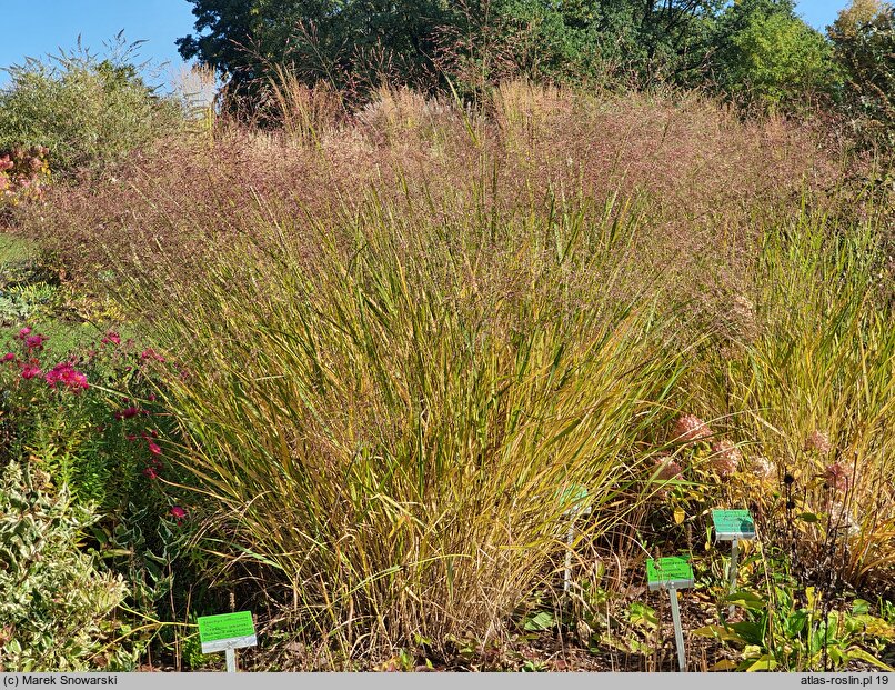 Panicum virgatum Rehbraun