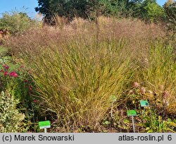 Panicum virgatum Rehbraun