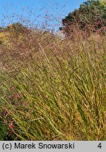 Panicum virgatum Rehbraun