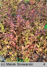 Lysimachia ciliata Firecracker