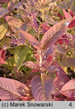 Lysimachia ciliata Firecracker