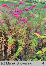 Symphyotrichum novae-angliae Alma Pötschke