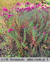 Symphyotrichum novae-angliae Alma Pötschke