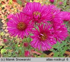 Symphyotrichum novae-angliae Alma Pötschke