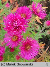 Symphyotrichum novae-angliae Alma Pötschke