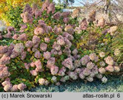 Hydrangea paniculata Polar Bear