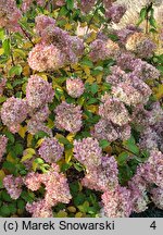 Hydrangea paniculata Polar Bear