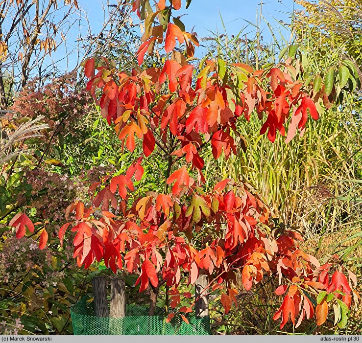 Sassafras albidum (sasafras lekarski)