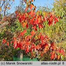 Sassafras albidum (sasafras lekarski)