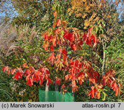 Sassafras albidum (sasafras lekarski)