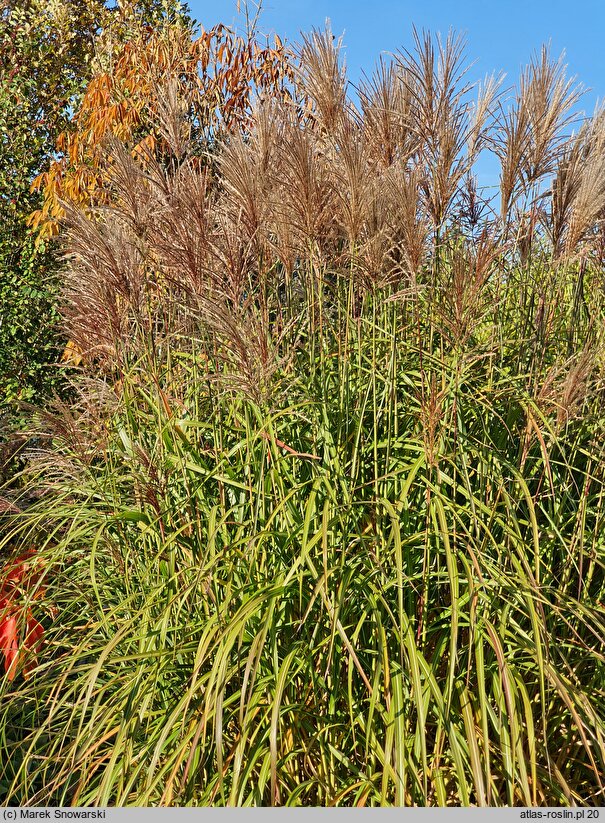 Miscanthus sinensis Yunnan