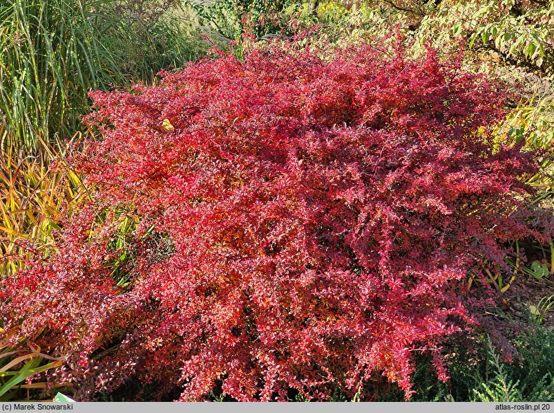 Berberis thunbergii Orange Dream