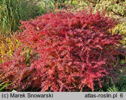 Berberis thunbergii Orange Dream