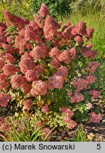 Hydrangea paniculata Bombshell