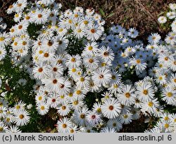 Symphyotrichum novi-belgii Blandie