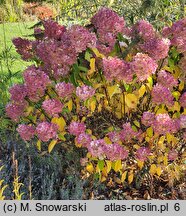 Hydrangea paniculata Silver Dollar