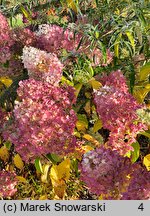 Hydrangea paniculata Silver Dollar