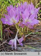 Colchicum speciosum (zimowit powabny)