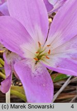 Colchicum speciosum (zimowit powabny)