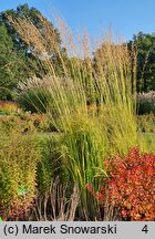 Molinia arundinacea Windsäule