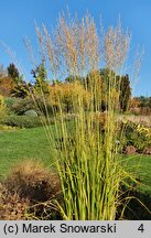 Molinia arundinacea Windsäule