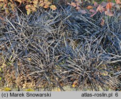 Ophiopogon planiscapus (konwalnik płaskopędowy)