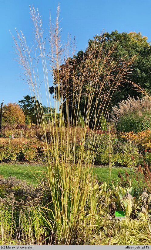 Molinia arundinacea Windsäule