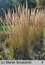 Calamagrostis ×acutiflora (trzcinnik ostrokwiatowy)