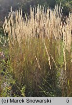 Calamagrostis ×acutiflora (trzcinnik ostrokwiatowy)