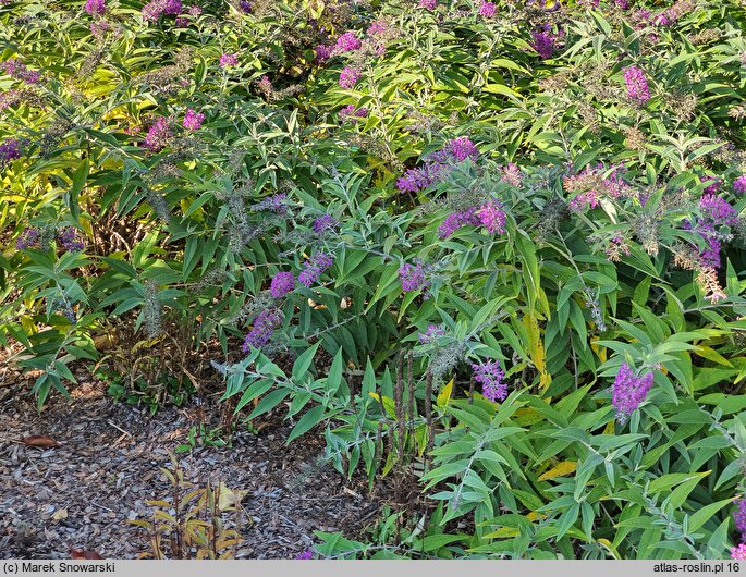 Buddleja Purple Haze