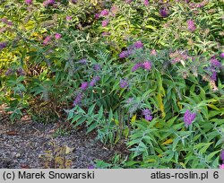 Buddleja Purple Haze