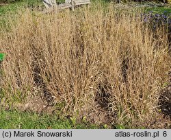 Brachypodium sylvaticum (kłosownica leśna)