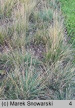 Festuca amethystina (kostrzewa ametystowa)