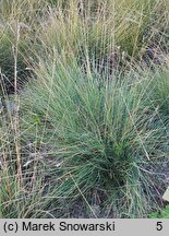 Festuca amethystina (kostrzewa ametystowa)