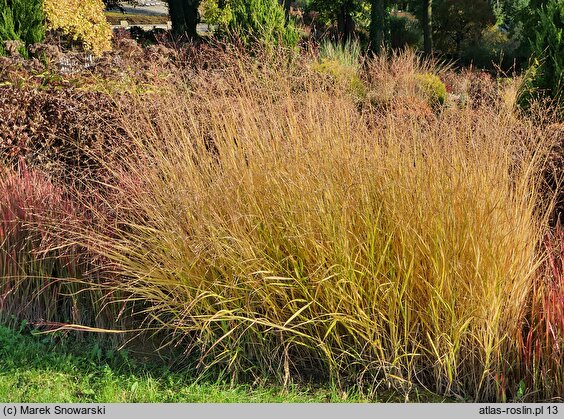 Panicum virgatum Hänse Herms